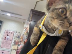 -宠爱国际动物医院·消化内科·心肾内科·ISFM猫友好(望京店)