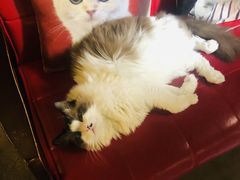 -咖法森林·咖啡  酒吧(天河店)