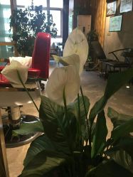 点击看大图 -MONE美发沙龙