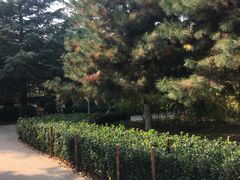 -大兴滨河森林公园