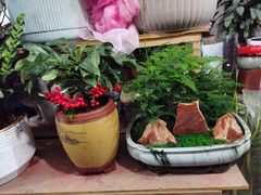 -金陵花卉交易市场