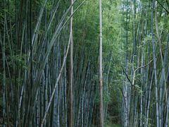 -黄埔油麻山森林公园