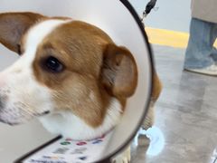 -贝康宠物医院·犬猫全科·小动物特色诊疗中心(东环路店)