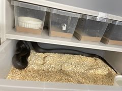 -酷以爬仙阁实体爬宠店·守宫·蜥蜴·专业繁育