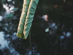 -陈家山荷花公园