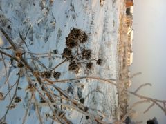 iphone_upload_pic-雾凇岛