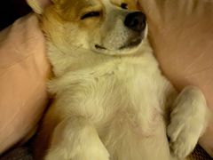 -东北人粗粮饺子坊(南山店)