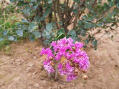 -古柏渡飞黄旅游区