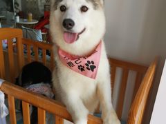 -Husky Go! 哈士奇体验馆·宠物咖啡厅狗咖