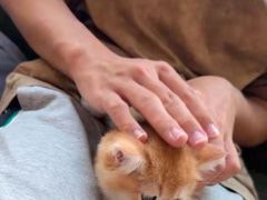 -猫十亿·布偶金渐层·曼基康矮脚猫舍(青年路店)