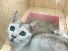 -屋虎猫馆(宝安大仟里店)