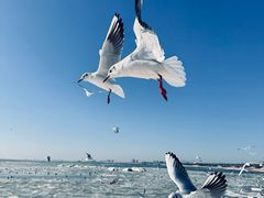 -老虎石海上公园