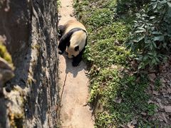 -都江堰中华大熊猫苑