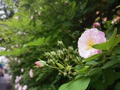 -国家植物园
