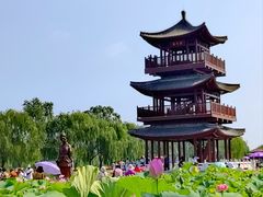 -荷花大观园