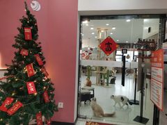 门面-喵园·猫主题咖啡厅·撸猫·猫咖(国贸店)