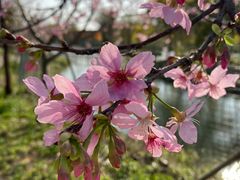 -天适樱花悠乐园