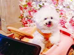-百好乐宠物友好餐厅(朝外大街店)