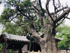 -晋祠公园