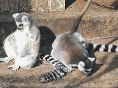 -昆明动物园