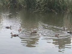 -前关湿地公园