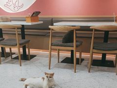 -喵园·猫主题咖啡厅·撸猫·猫咖(国贸店)