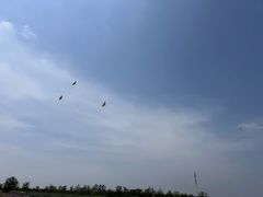 -盐城丹顶鹤湿地生态旅游区