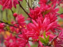 -渭南桃花源民俗文化园