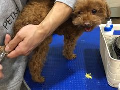 -PETKIT小佩宠物(古北店)