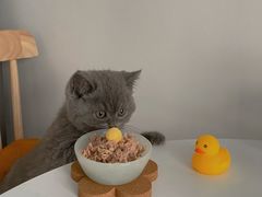-屋虎猫馆(宝安大仟里店)
