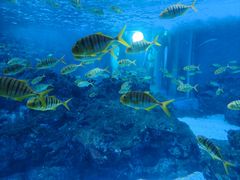 -海合安成都极地海洋公园
