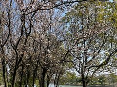 -广富林郊野公园