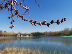 -大兴滨河森林公园