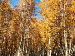 -北极村旅游风景区