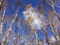 -塞罕坝国家级自然保护区