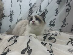 -爱洗澡的猫(望京店)
