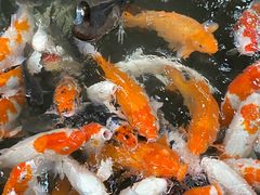 -南宫五洲植物乐园