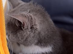 -格蕾宠物医院24H·猫科·肿瘤科·骨科中心(福州总院)