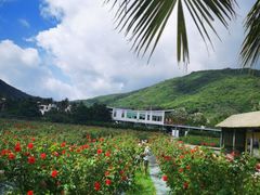 -亚龙湾国际玫瑰谷