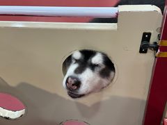 -和它·交个朋友·狗咖猫咖(爱琴海店)