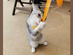 -猫友咖啡店(玉林西路店)