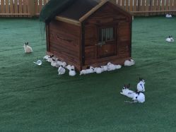 -萌宠亲子动物乐园(槐房万达店)