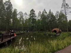 -黄海国家森林公园