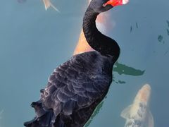 -茵特拉根酒店·西餐厅