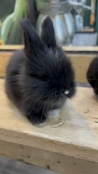 点击看大图 -神奇动物撸宠馆·羊驼·小浣熊·异宠(豫园店)