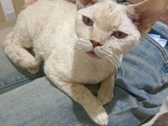 -藏猫猫咖啡主题馆(中央大道店)