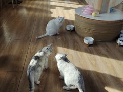大堂-猫的茶·猫咖