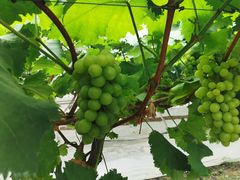 -金谷域澳洲庄园