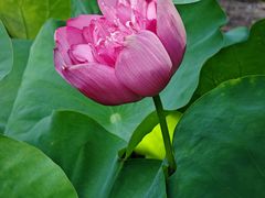 -广州莲花山旅游区