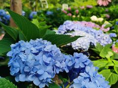 -上海共青森林公园